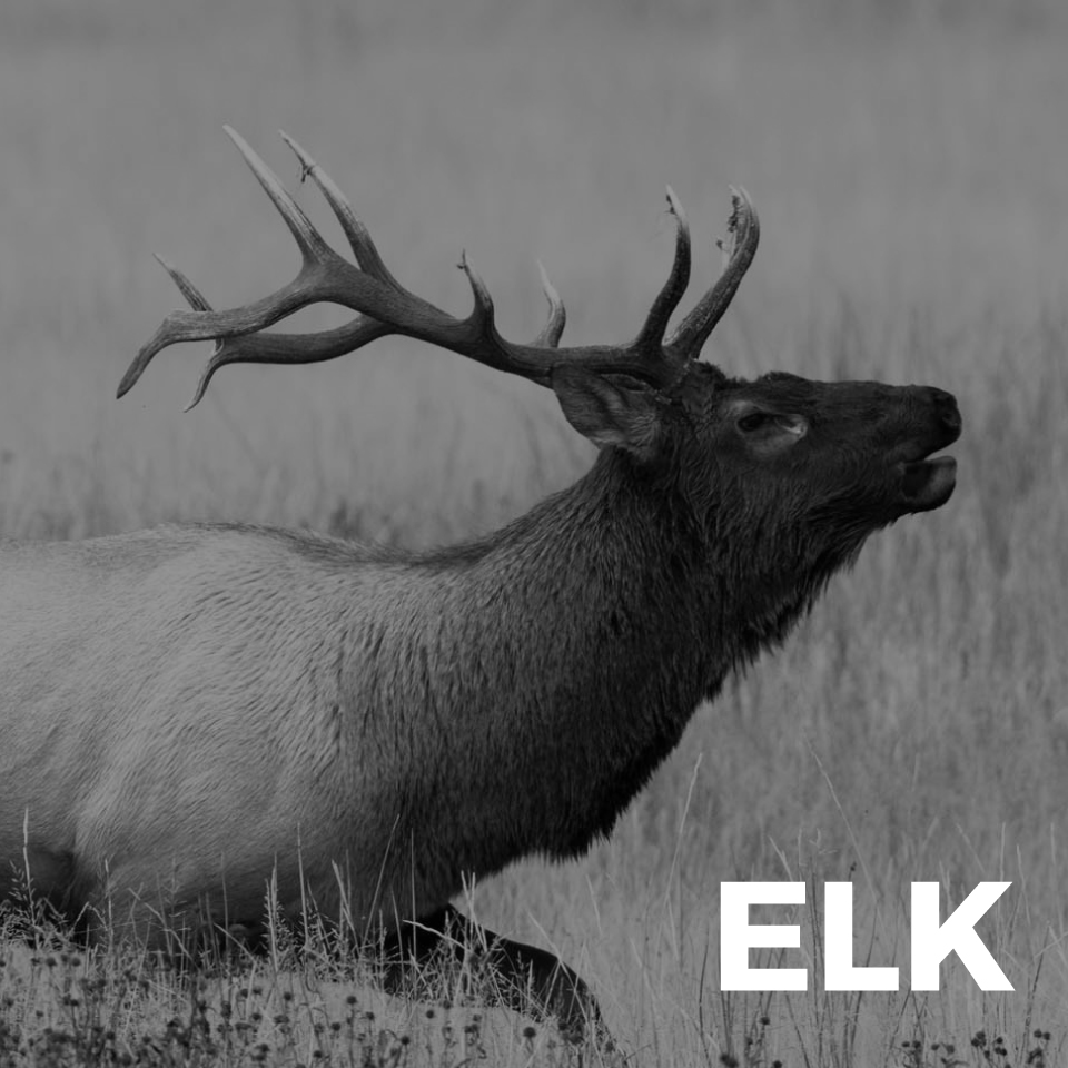 elk meat for sale arizona